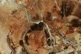 Wide Petrified Wood (Araucaria) Limb - Madagascar #167204-2